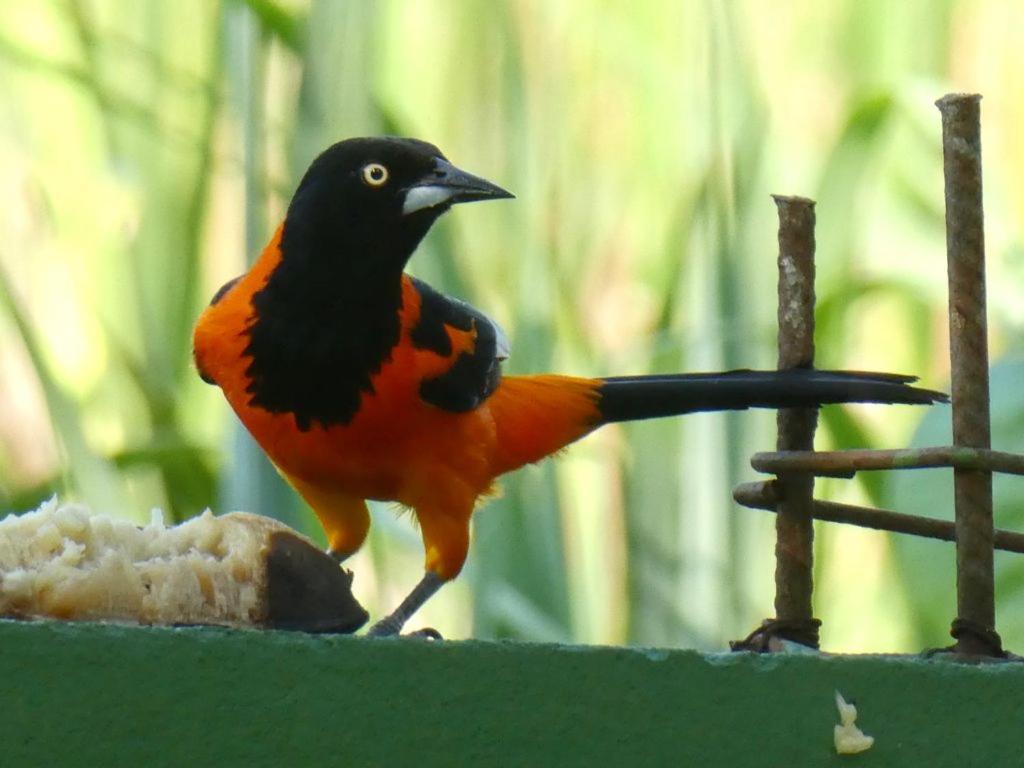 Pousada Mangue Seco Itaunas  Kültér fotó